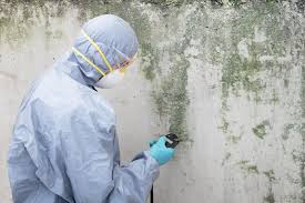 Best Black Mold Removal  in St Marys, WV